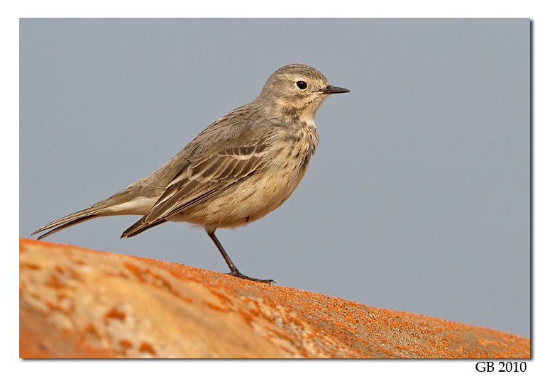 AMERICAN PIPIT IMAGE